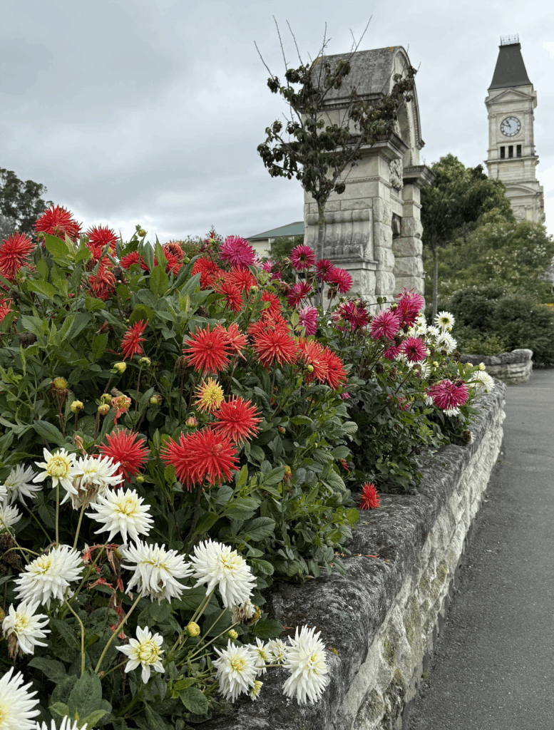 oamaru blue penguin colony review 
